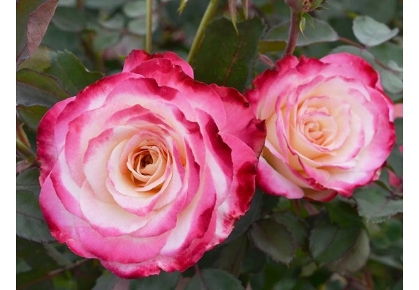 Роза почвопокровный шраб "Patte de Velours" (Контейнер 5,0л.)