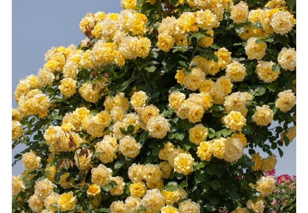 Роза плетистая "Rimosa Climbing Meilland" (Контейнер 5,0л.)