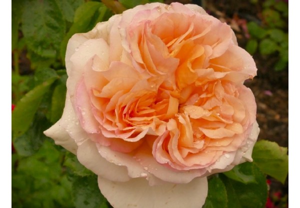 Роза чайно-гибридная "Alphonse Daudet" (Контейнер 5,0л)
