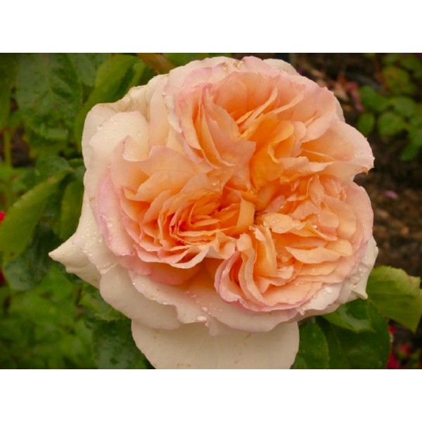 Роза чайно-гибридная "Alphonse Daudet" (Контейнер 5,0л)