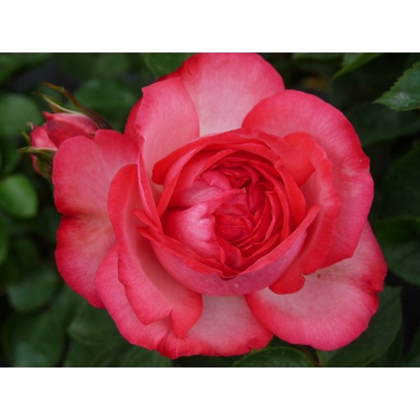 Роза плетистая "Antike" (Контейнер 5,0л)