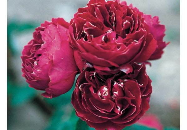 Роза ремонтантная гибридная "Baron Girod de L’Ain" (Контейнер 5,0л)