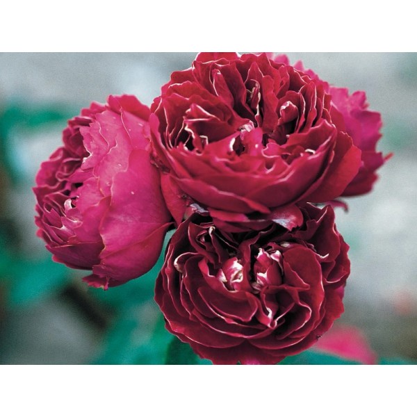 Роза ремонтантная гибридная "Baron Girod de L’Ain" (Контейнер 5,0л)