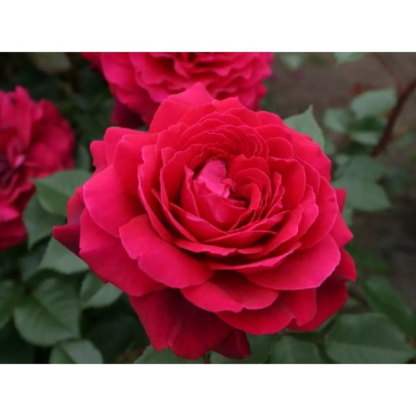 Роза чайно-гибридная "Bellevue" (Контейнер 5,0л)