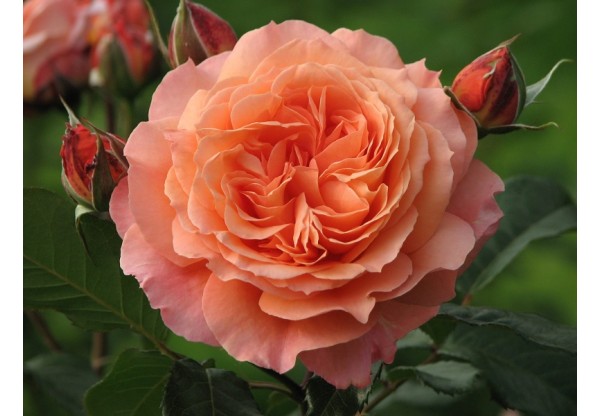 Роза шраб "Belvedere" (Контейнер 5,0л)