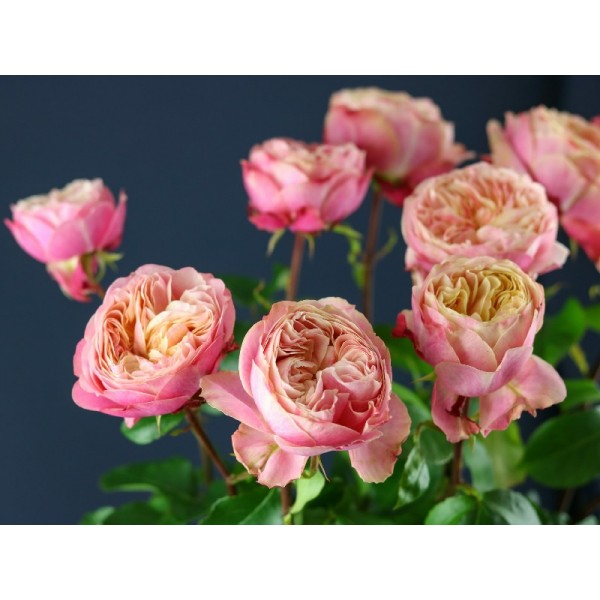 Роза спрей "Victorian Classic" (Контейнер 5,0л)