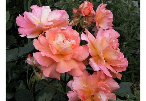 Роза шраб "Westerland" (Контейнер 5,0л)