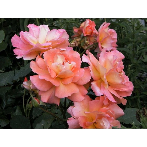 Роза шраб "Westerland" (Контейнер 5,0л)