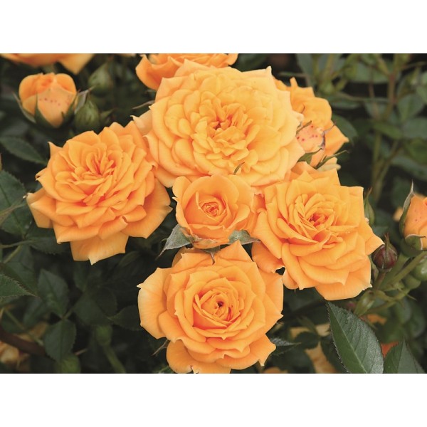 Роза миниатюрная "Apricot Clementine" (Контейнер 5,0л)