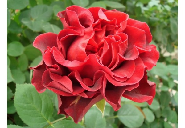 Роза чайно-гибридная "El Toro" (Контейнер 5,0л)