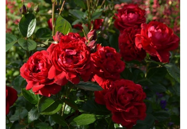 Роза шраб "Isabelle Renaissance" (Контейнер 7,0л)
