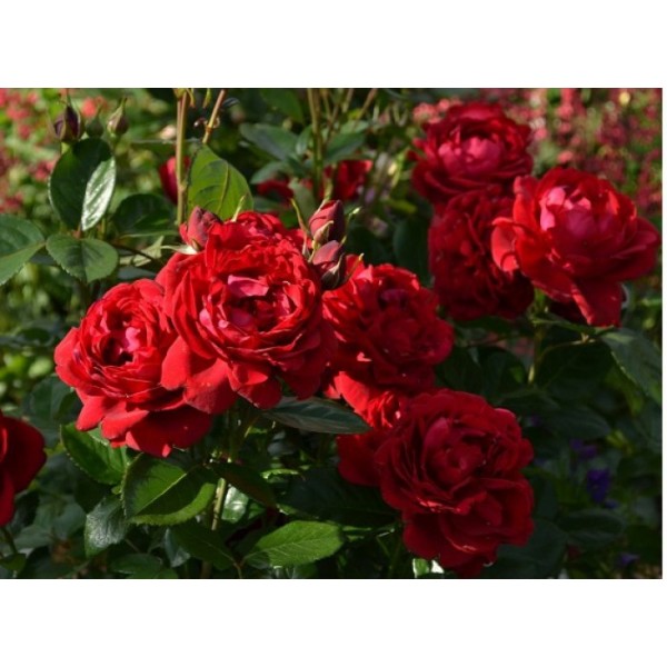 Роза шраб "Isabelle Renaissance" (Контейнер 7,0л)