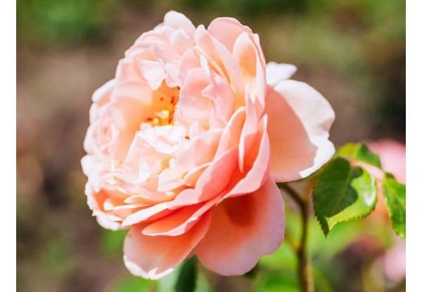 Роза шраб "Elizabeth Stuart" (Контейнер 5,0л)