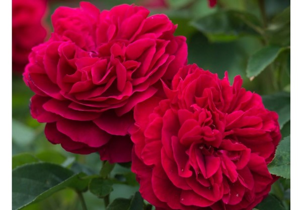 Роза английская "L.D. Braithwaite" (Контейнер 5,0л)