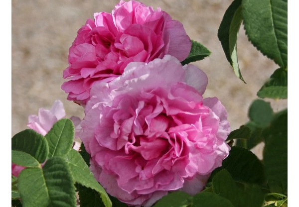 Роза чайно-гибридная "Empress Josephine" (Контейнер 5,0л.)