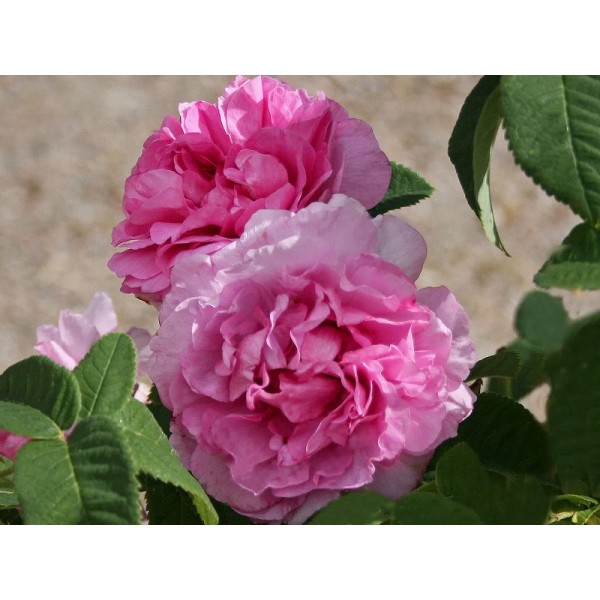 Роза чайно-гибридная "Empress Josephine" (Контейнер 5,0л.)
