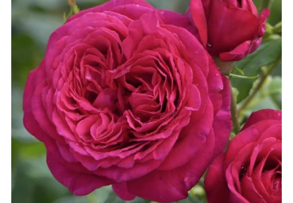 Роза чайно-гибридная "Johann Wolfgang von Goethe" (Контейнер 5,0л.)