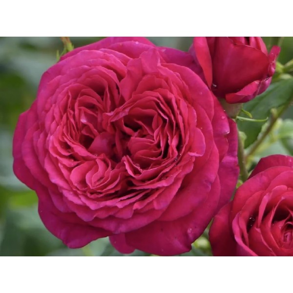 Роза чайно-гибридная "Johann Wolfgang von Goethe" (Контейнер 5,0л.)