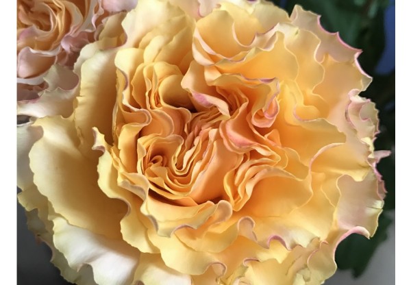 Роза чайно-гибридная "Campanella Peach" (Контейнер 5,0л.)