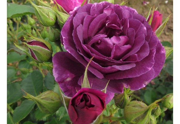 Роза флорибунда "Mysterieuse" (Контейнер 5,0л)
