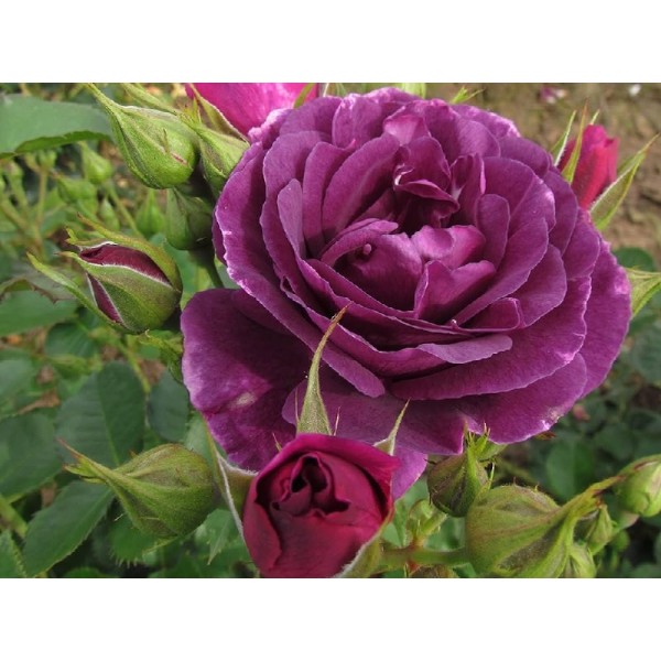 Роза флорибунда "Mysterieuse" (Контейнер 5,0л)