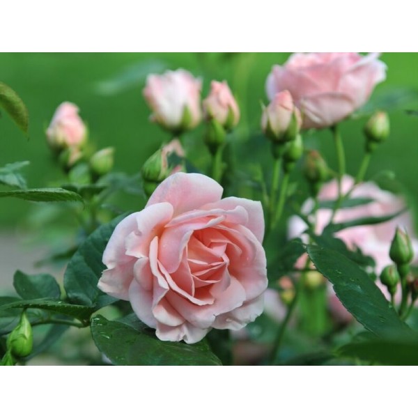 Роза чайно-гибридная "Myriam" (Контейнер 5,0л)