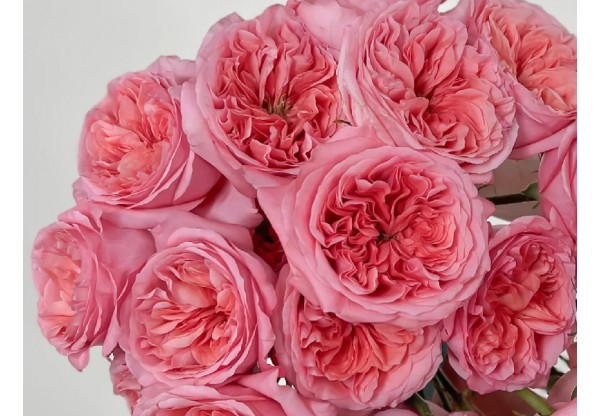 Роза флорибунда "Pink Expression" (Контейнер 5,0л)
