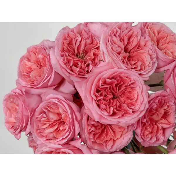 Роза флорибунда "Pink Expression" (Контейнер 5,0л)