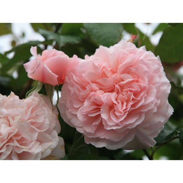 Роза плетистая "Rose de Tolbiac" (Контейнер 5,0л)