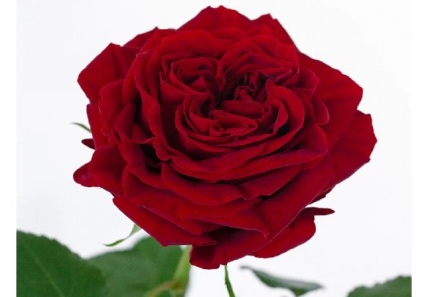 Роза чайно-гибридная "Mayra’s Red" (Контейнер 5,0л)