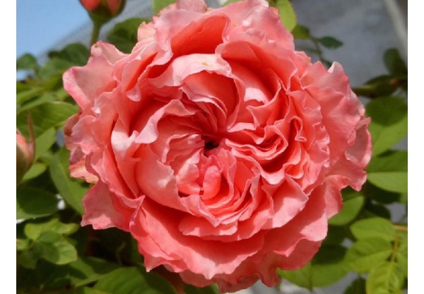 Роза шраб  "Corail gelee" (Контейнер 5,0л)