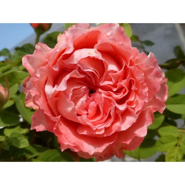 Роза шраб  "Corail gelee" (Контейнер 5,0л)