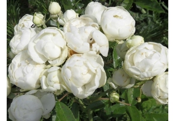Роза полиантовая "White Morsdag" (Контейнер 5,0л)