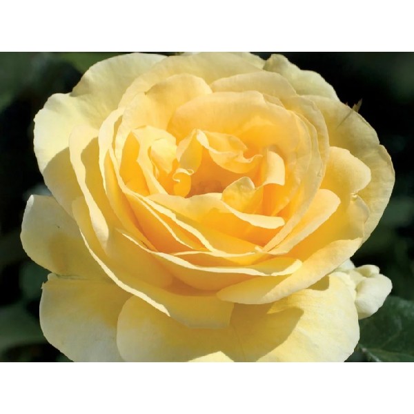 Роза чайно-гибридная "Ledi Rafaello" (Контейнер 5,0л)