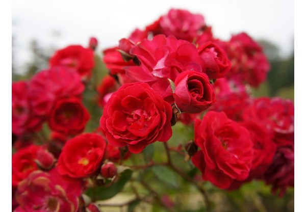 Роза почвопокровная "Scarlet Meillandecor" (Контейнер 5,0л)