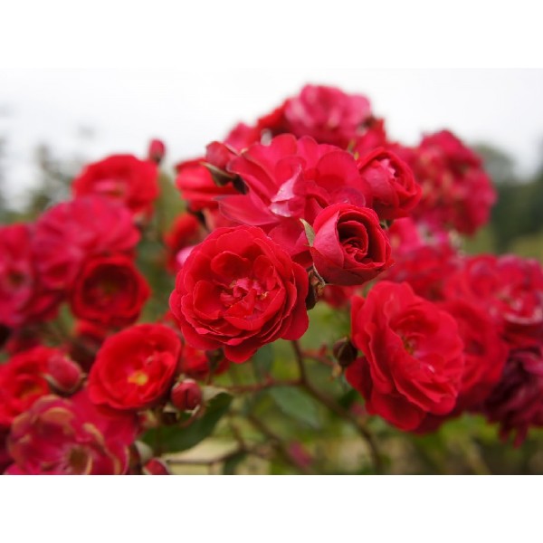 Роза почвопокровная "Scarlet Meillandecor" (Контейнер 5,0л)