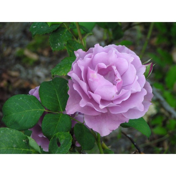 Роза флорибунда "Santa Barbara" (Контейнер 5,0л)