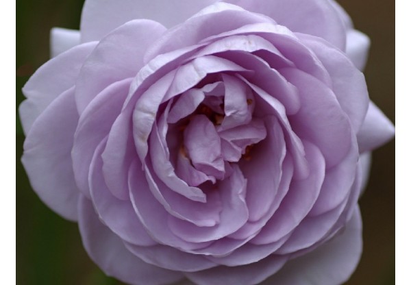 Роза чайно-гибридная "Lugdunum" (Контейнер 5,0л.)