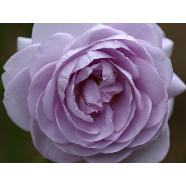 Роза чайно-гибридная "Lugdunum" (Контейнер 5,0л.)