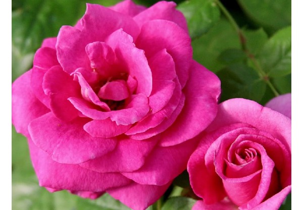 Роза чайно-гибридная "Giraldo" (Контейнер 5,0л)