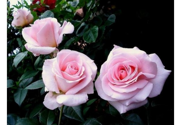 Роза чайно-гибридная "Fanny Ardant" (Контейнер 5,0л)