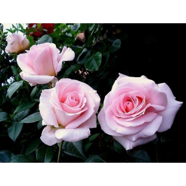 Роза чайно-гибридная "Fanny Ardant" (Контейнер 5,0л)