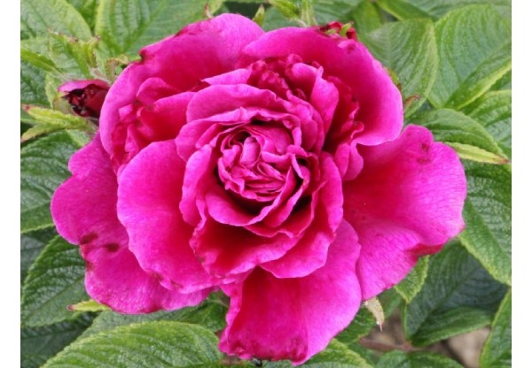 Роза ругоза "Hansa" (Контейнер 5,0л)