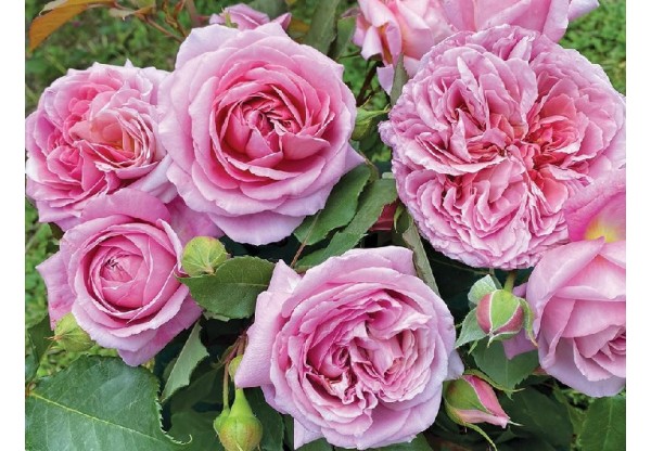 Роза шраб "Robe a la francaise" (Контейнер 5,0л)