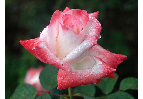 Роза чайно-гибридная "Blush" (Контейнер 5,0л)