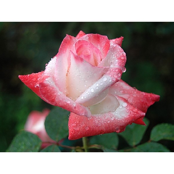 Роза чайно-гибридная "Blush" (Контейнер 5,0л)