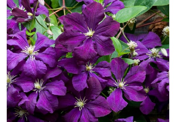 Клематис гибридный "Etoile Violette" (Контейнер 2,0л)