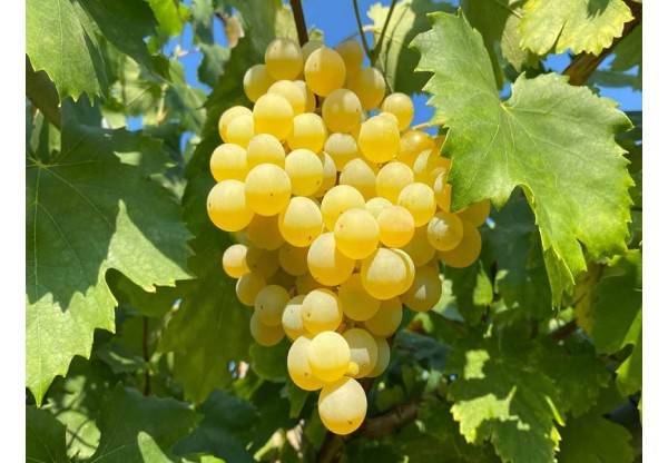 Виноград плодовый "Белый ранний" (Контейнер 3,0л)