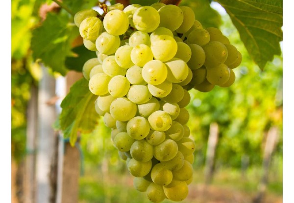 Виноград плодовый "Юбилейный" (Контейнер 3,0л)
