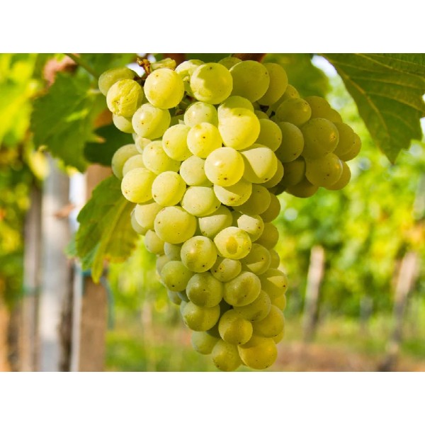 Виноград плодовый "Юбилейный" (Контейнер 3,0л)
